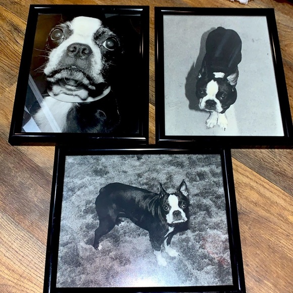 Set of 3 Professionally Framed Boston Terrier Gallery Wall Prints Vintage Photos - Picture 1 of 17